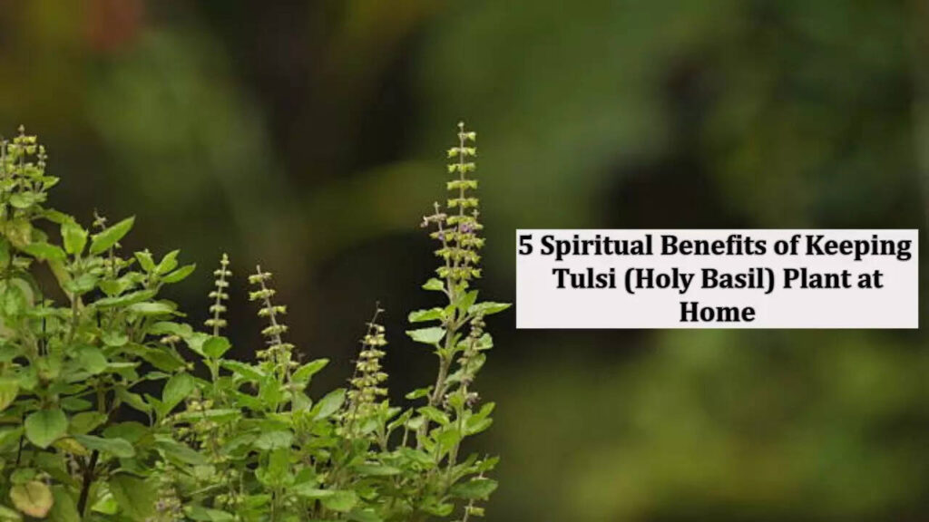 5 Spiritual benefits of keeping Tulsi (Holy Basil) plant at home