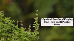 5 Spiritual benefits of keeping Tulsi (Holy Basil) plant at home