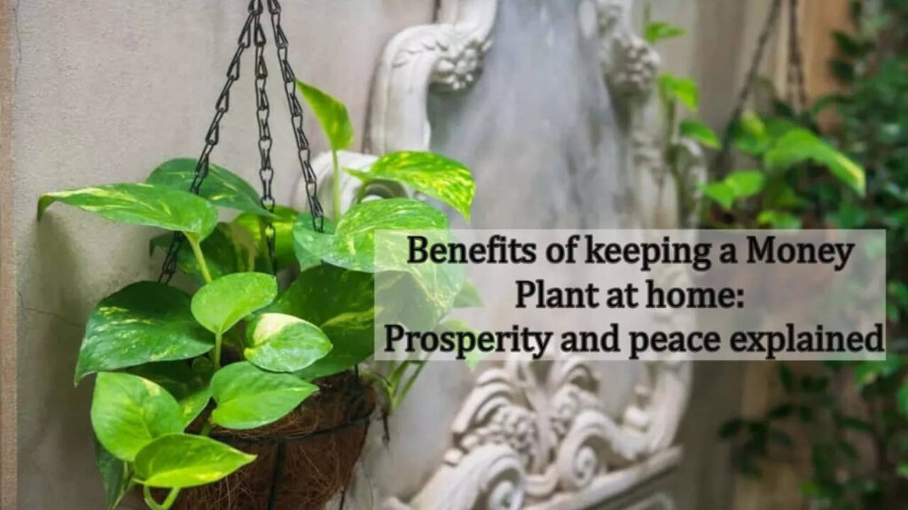 5 Astrological benefits of feeding Crows: A sacred connection to ancestors and Saturn