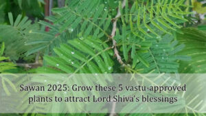 Sawan 2025: Grow these 5 vastu-approved plants to attract Lord Shiva’s blessings
